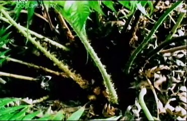 What Really Killed the Dinosaurs?