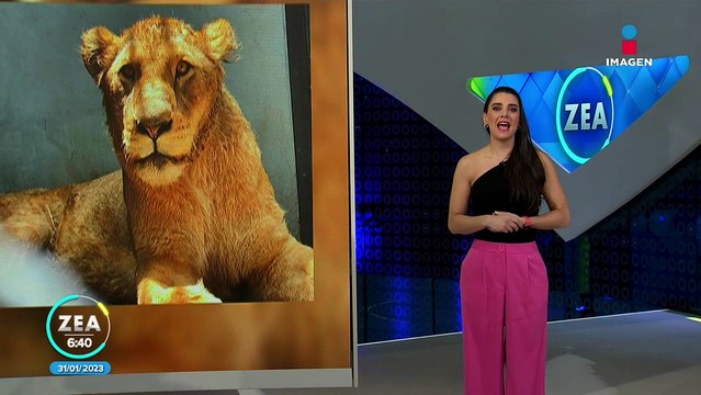 Felinos rescatados de la fundación Black Jaguar-White Tiger recuperan peso