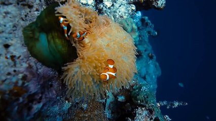 The Mirror Never Lies | movie | 2011 | Official Trailer