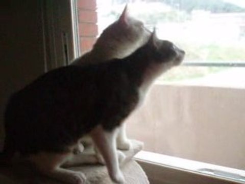 Pepe y Niao marujeando