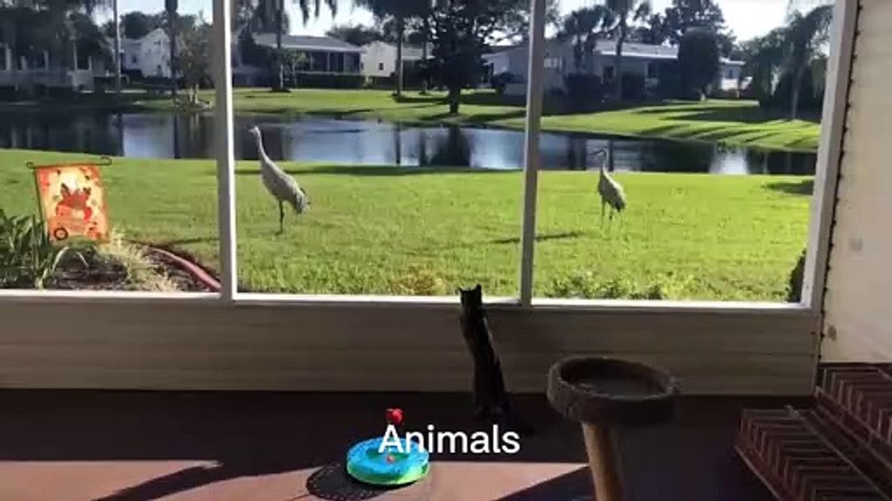 Best Funniest animals & Super cool animals | Funny dog and  cat videos | funny and cute dogs  & cats