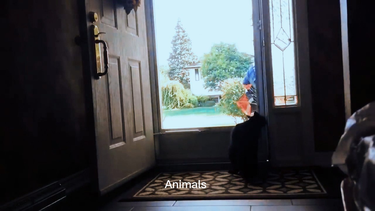 Best Funniest animals & Super cool animals | Funny dog and  cat videos | funny and cute dogs  & cats