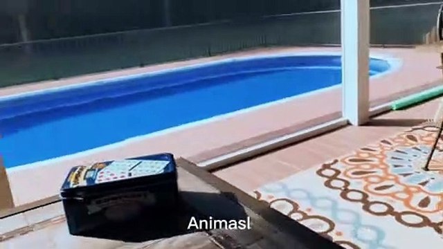 Best Funniest animals & Super cool animals | Funny dog and cat videos | funny and cute dogs & cats