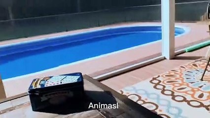 Best Funniest animals & Super cool animals | Funny dog and  cat videos | funny and cute dogs  & cats