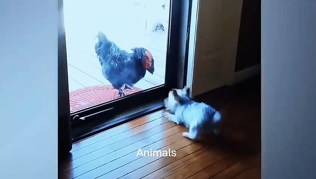 Best Funniest animals & Super cool animals | Funny dog and cat videos | funny and cute dogs & cats