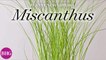 Miscanthus | Plant Encyclopedia