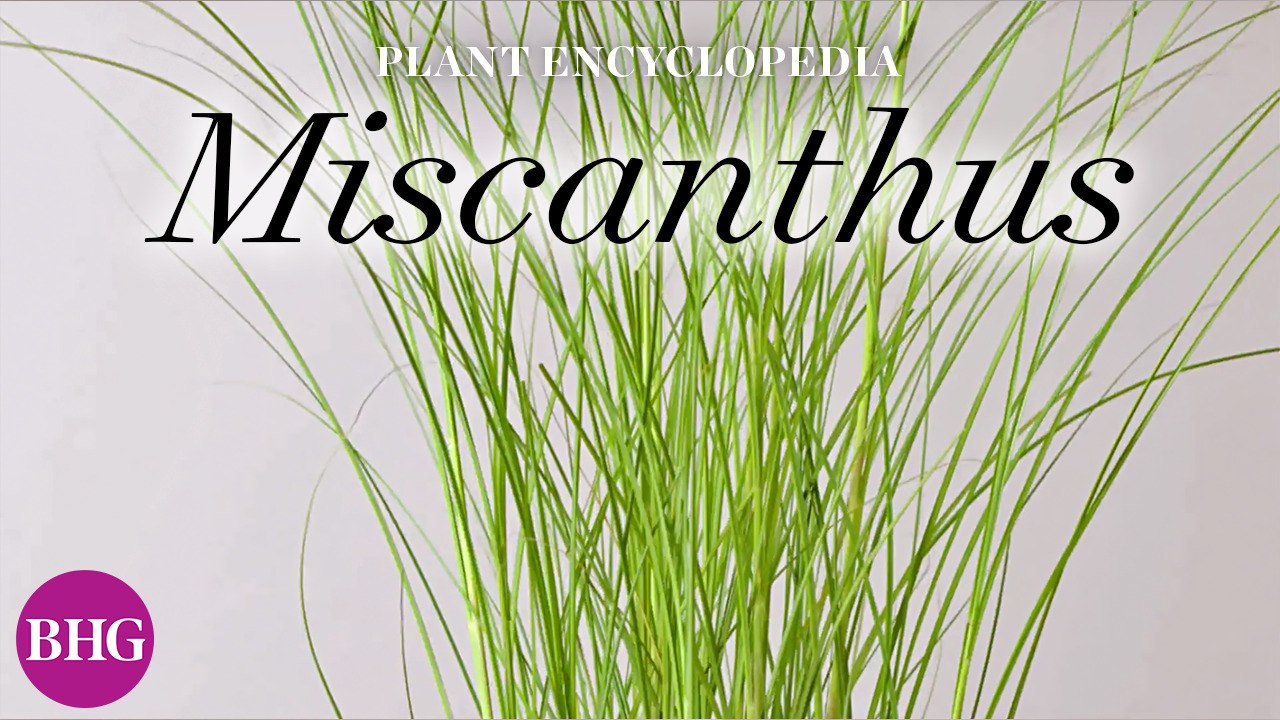 Miscanthus | Plant Encyclopedia