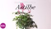 Astilbe | Plant Encyclopedia