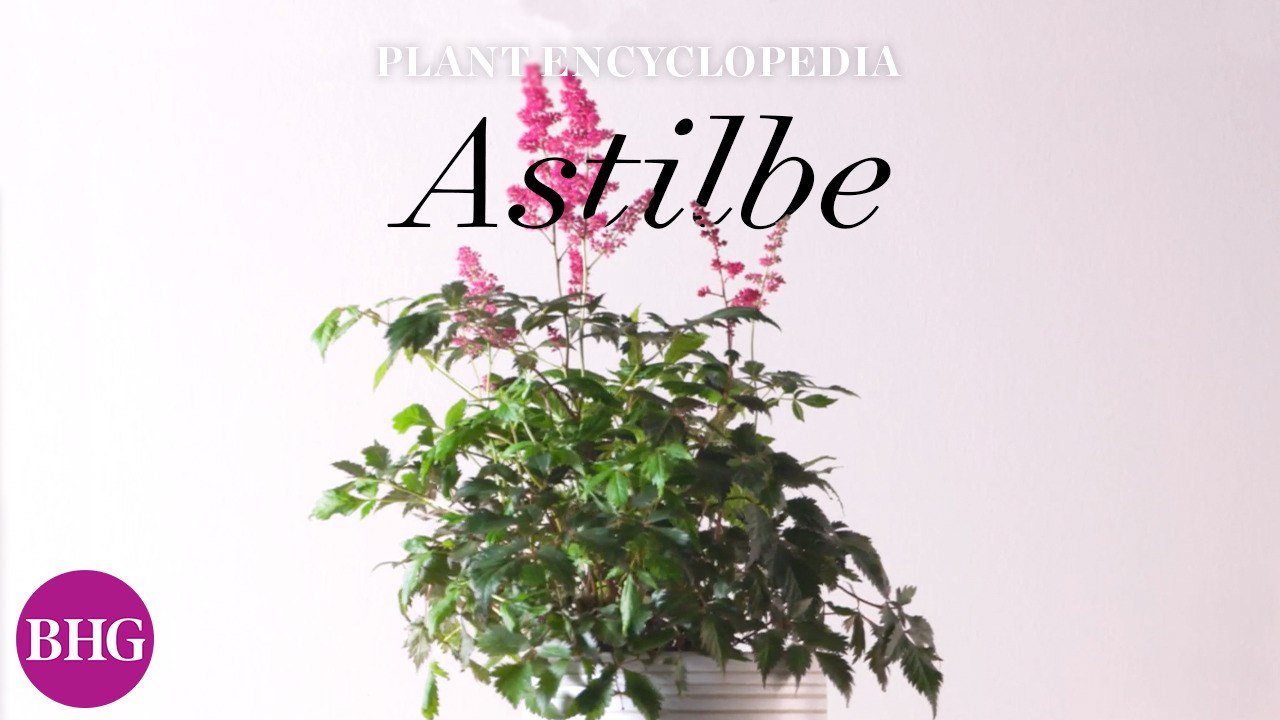 Astilbe | Plant Encyclopedia