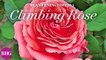 Climbing Rose | Plant Encyclopedia