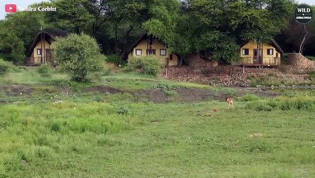 5 Brutal Moments Lion Knock Down And Eat Antelope Wild Animal Wolrd