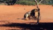 5 Most Brutal Moments of Lion Attack Lion - Wild Animal World