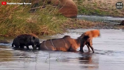 7 Brutal Moments Hyenas Attack Their Prey In Animal World   Wild Animal World