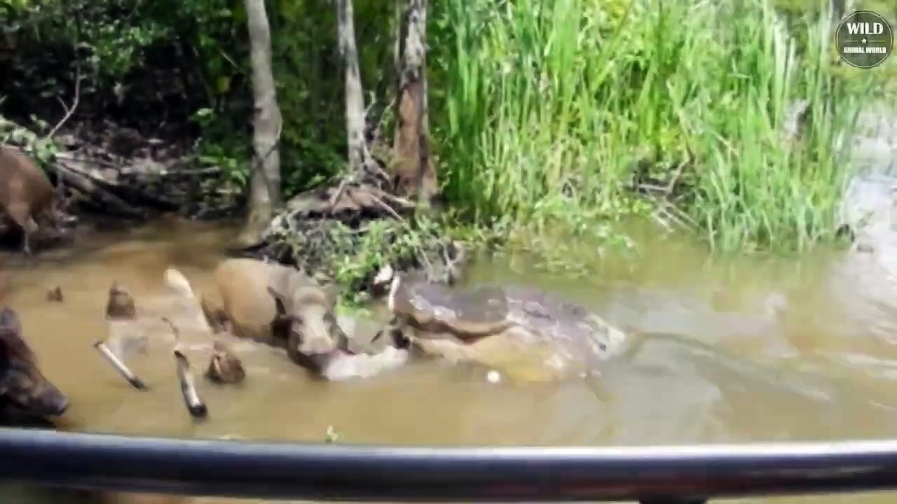 7 Craziest Moments Alligator Hunting And Battling Wild Animals World video Dailymotion