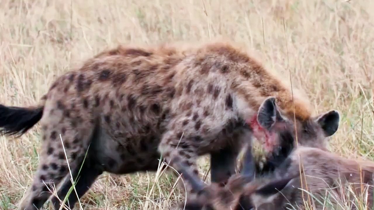 15 Amazing Moments HYENA Vs Baby Animals Caught On Camera - Wildlife Moments