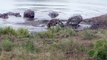 15 Best Moments HIPPO Vs CROCODILE You've Never Seen Before - Wildlife Moments