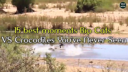 15 Craziest Big Cats VS Crocodiles Moments You've Never Seen - Wildlife Moments