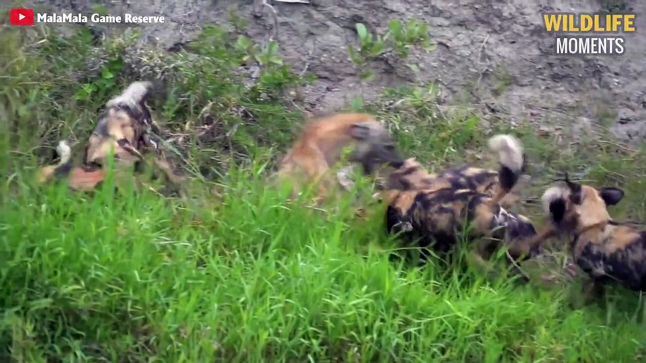 15 Craziest Moments Wild Dogs Bully HYENAS You've Ever Seen - Wildlife Moments