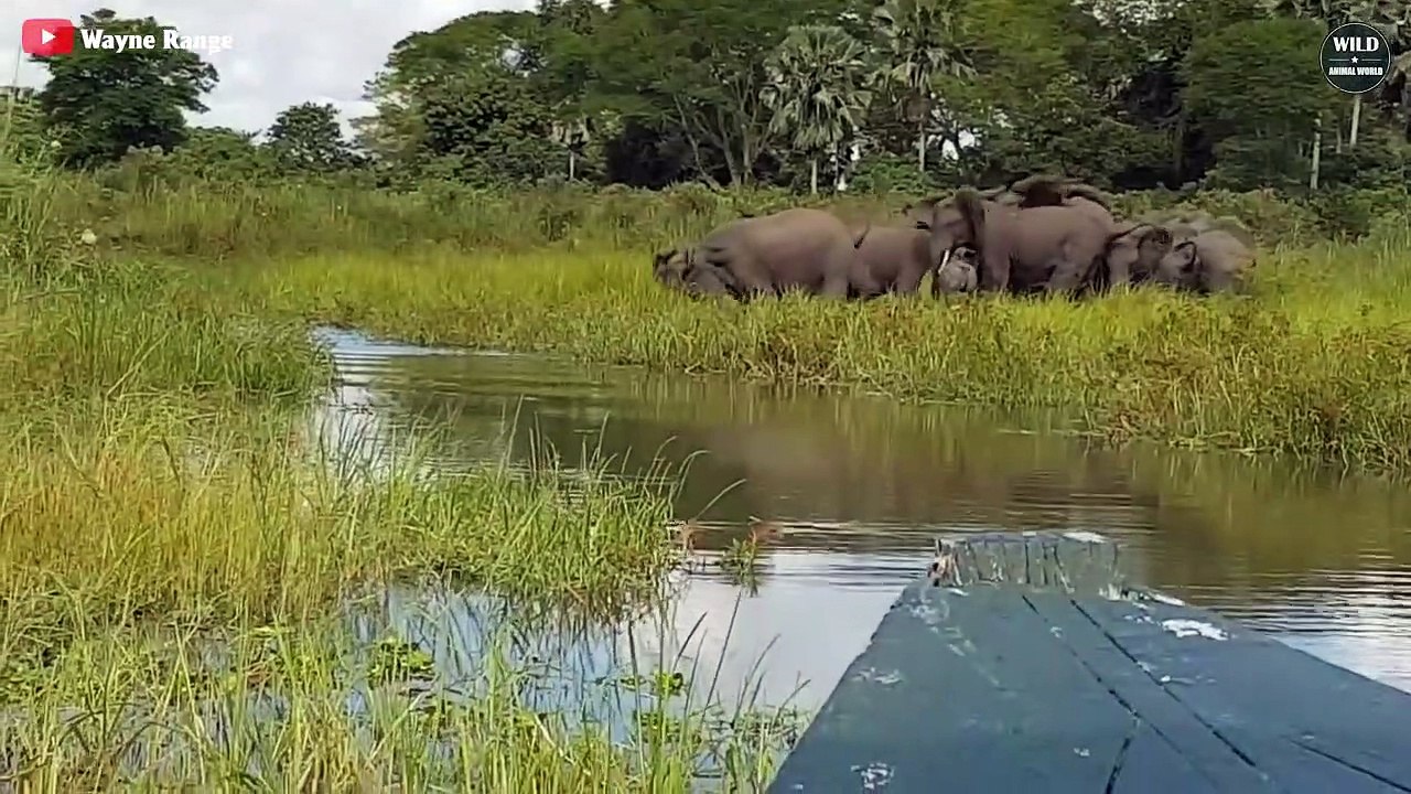 15 Embarrassing Moments CROCODILES Choose The Wrong Prey - Wild Animals World