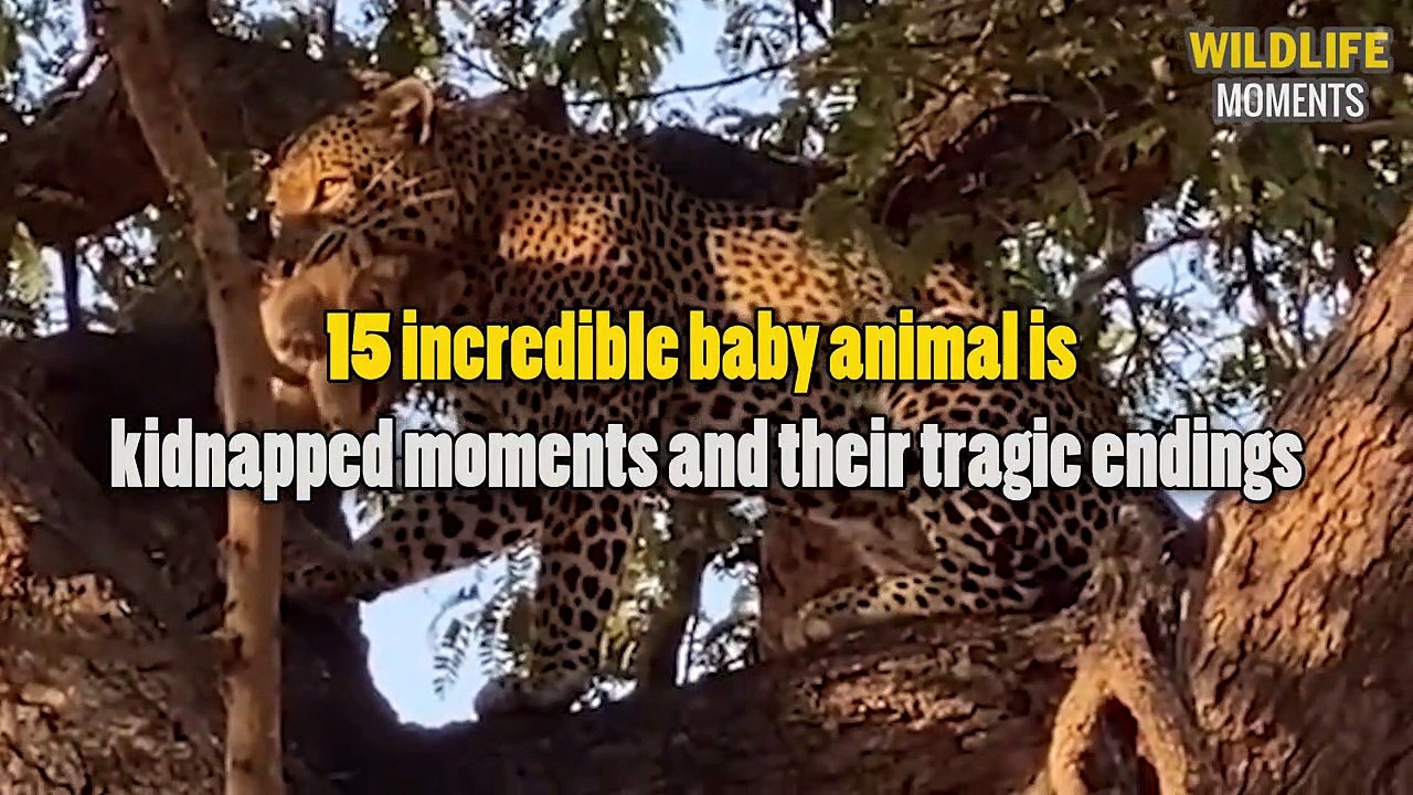 15 Incredible Moments Baby Animal Is KIDNAPPED & TRAGIC endings - Wildlife Moments