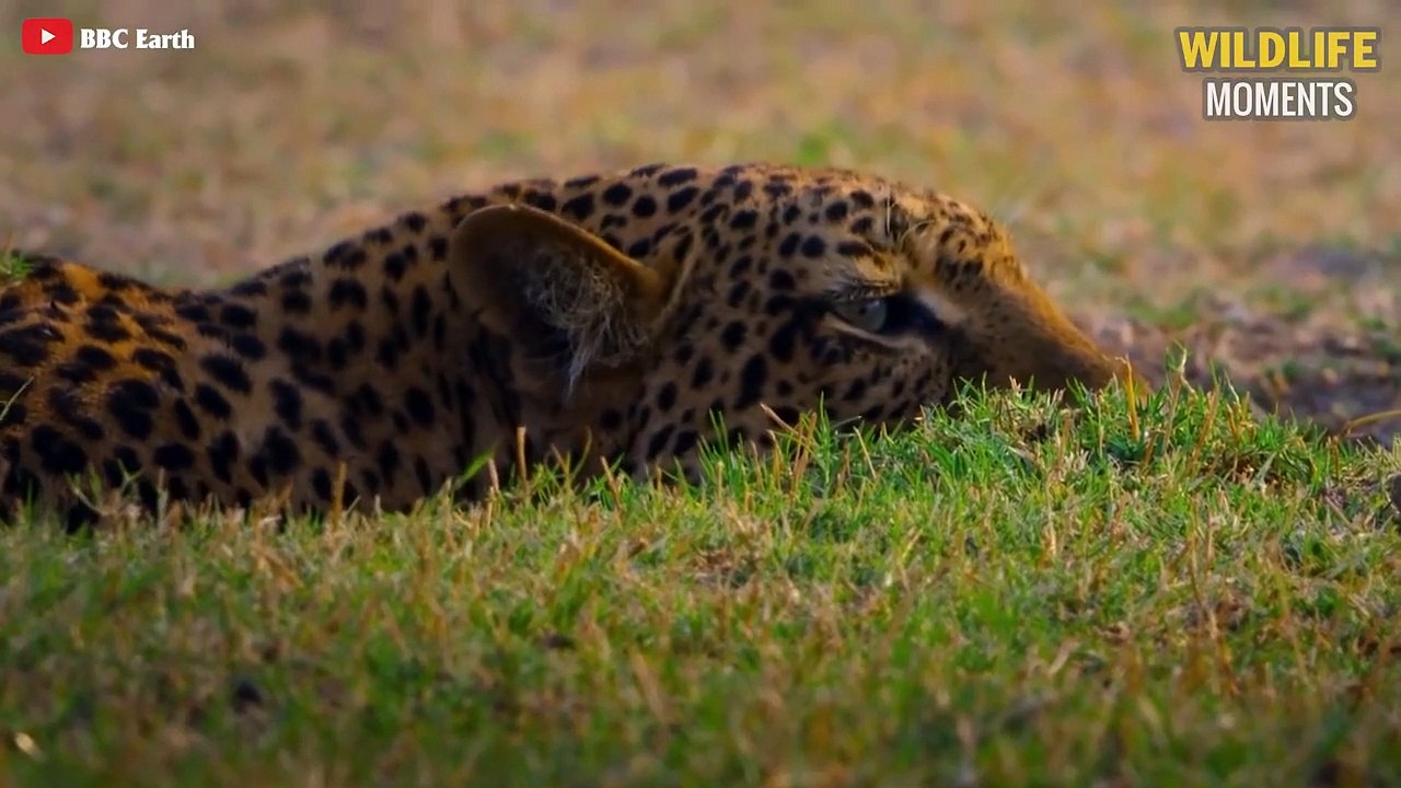 15 Incredible Moments Leopards Hunt Impala Caug...
