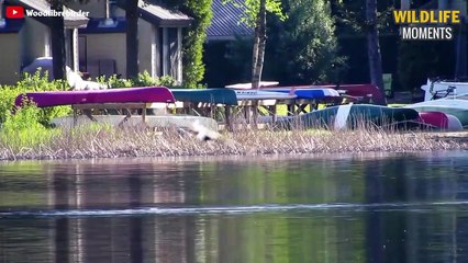 15 Scariest Moments Eagle Attack Caught On Camera - Wildlife Moments