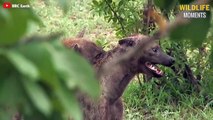 15 Scariest Moments HYENA Fight Caught On Camera - Wildlife Moments