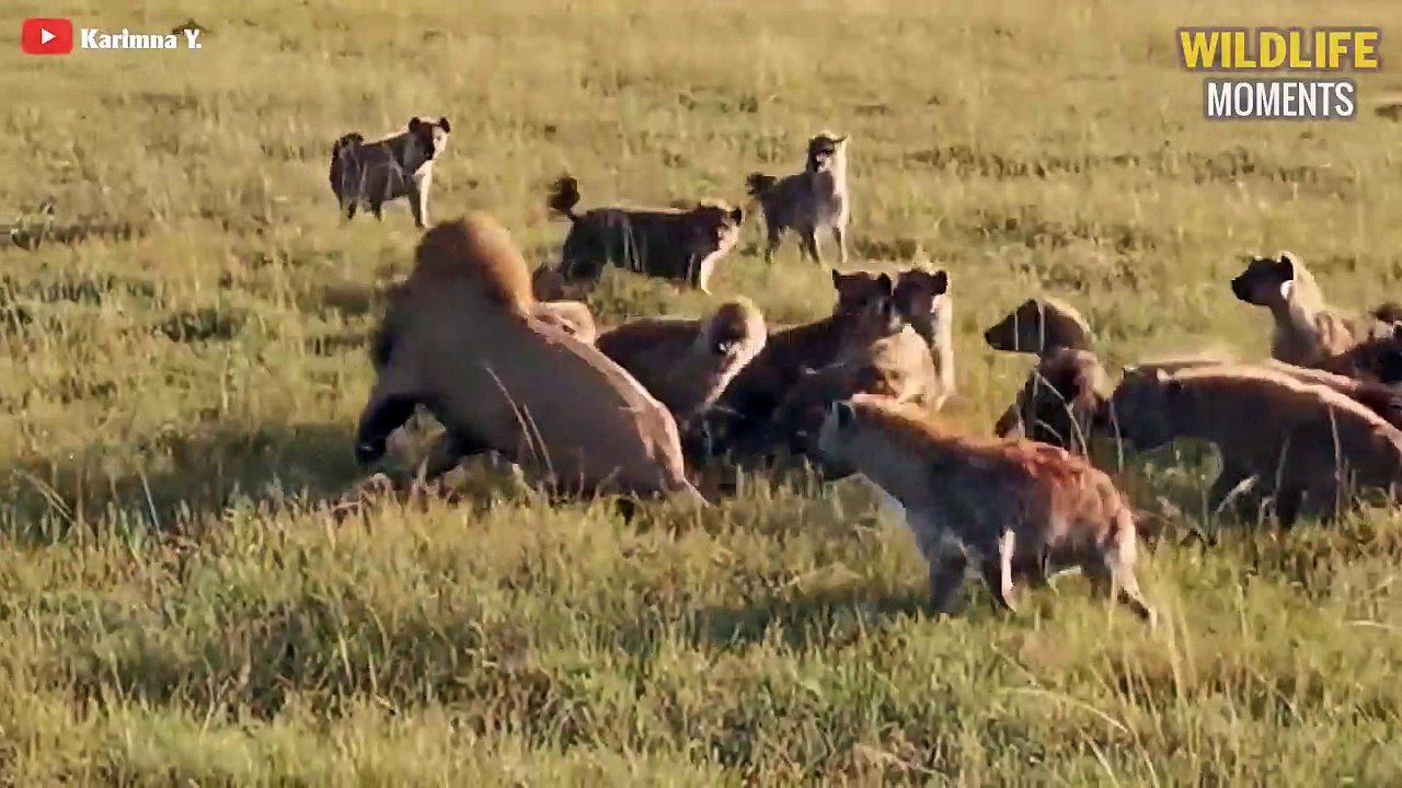 15 Scariest Moments HYENAs Messed With Wrong Opponent - Wildlife Moments