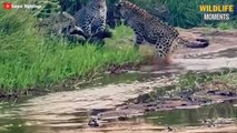 45 Incredible Moments Leopard Vs Honey Badger Vs Lion - Wildlife Moments