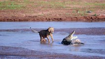 45 Incredible Moments LIONS Bully CROCODILES Caught On Camera - Wildlife Moments
