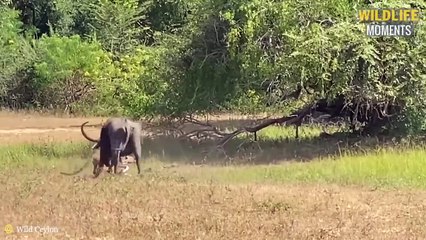 45 Incredible Moments Prey Knocks Down Predators With Horns - Wildlife Moments