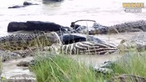 45 Merciless Moments Crocodile Swallows Their Prey @swagwildlifemoments
