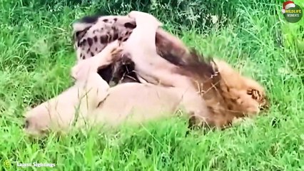 45 Mercilessly Moments Male Lion Attack Their Prey And Other Predator