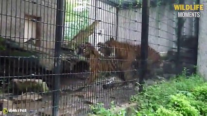 45 Panic Moments Tiger Attack Other Predators Caught On Camera - Wildlife Moments