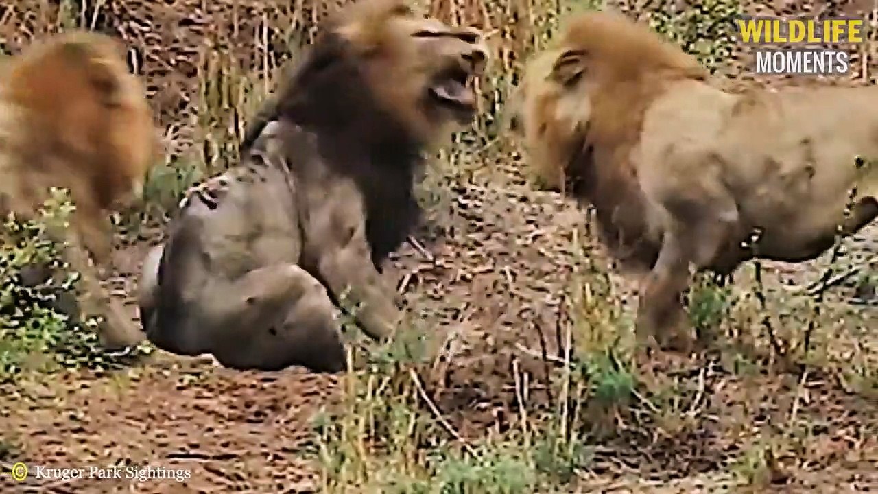 45 Pitiful Moments Lion King Live Their Last Mi...