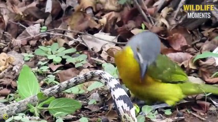 45 Scariest Ways Birds Attack And Swallow Their Prey   Poor Snake, Rabbit, Warthog