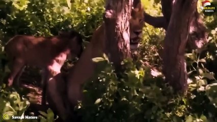 45 Strangest Moments When Hero Lion Saves Animal @swagwildlifemoments