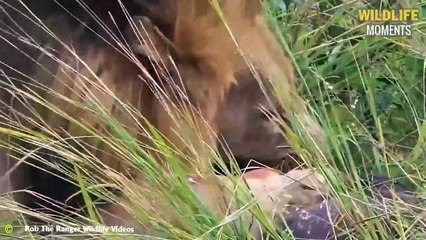Angry Buffalo Ki.lls Lion & 45 Moments Buffalo Turns Lion Into Prey