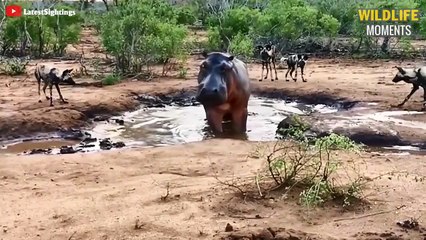 Brutal Moments Wild Dogs Hunt Giant Prey Caught On Camera - Wildlife Moments