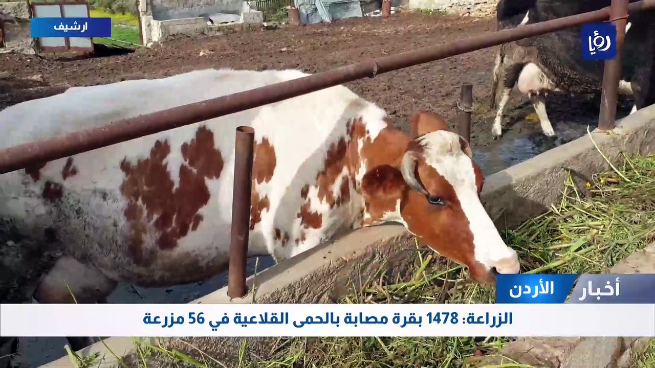 الزراعة: 1478 بقرة مصابة بالحمى القلاعية في 56...