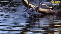 Crocodile Crushes Wildebeest & 45 Incredible Moments Crocodile Attack Their Prey