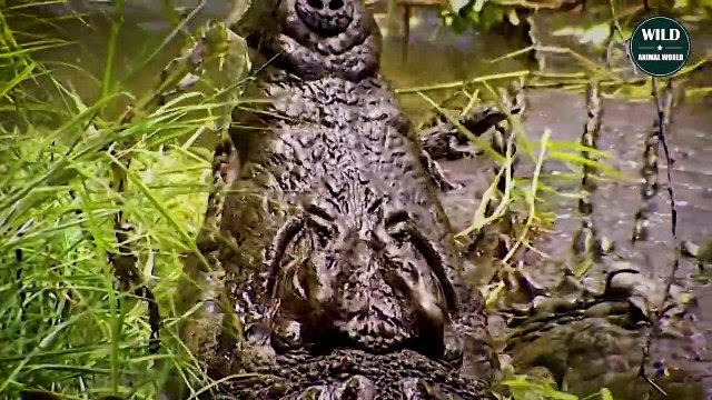 Crocodiles Mercilessly Hunt With Devil Teeth - Wild Animal World