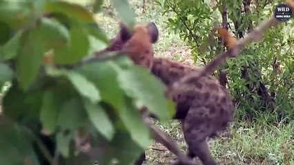Horrible The Hyena Bites off Hyena's Ear - Wild Animal World