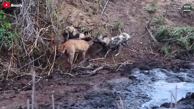 Horrifying Scenes ! 7 Incredible Hippo Attacks Their Opponents - Wild Animal World