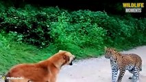 Hungry Leopard Meets Poor Dog & 45 Creepy Moments Leopard Vs Domestic Dog