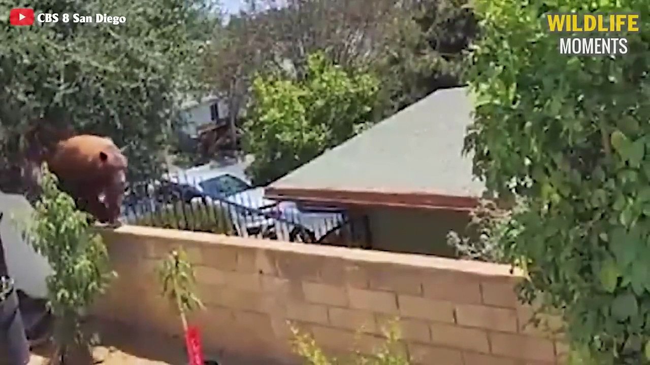 Incredible Moments DOG Vs BEAST Caught On Camer...