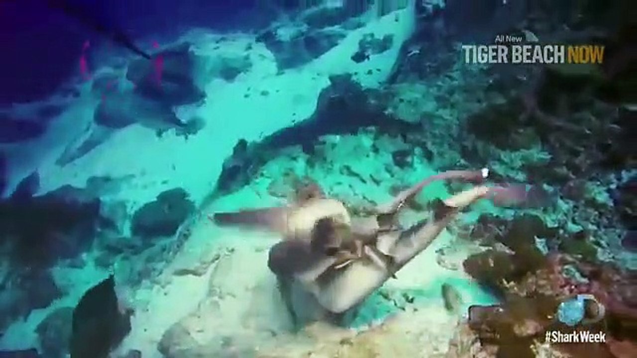 Shark Week - Se29 - Ep01 HD Watch