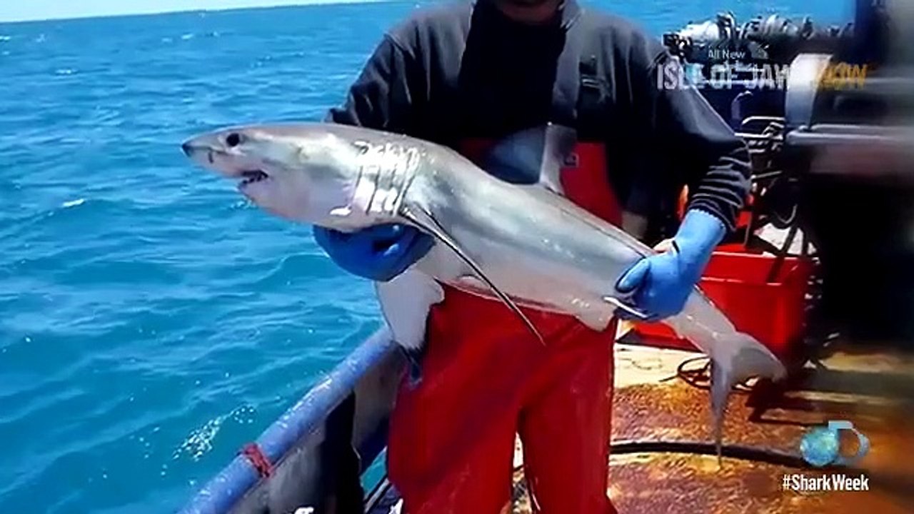 Shark Week - Se29 - Ep03 HD Watch