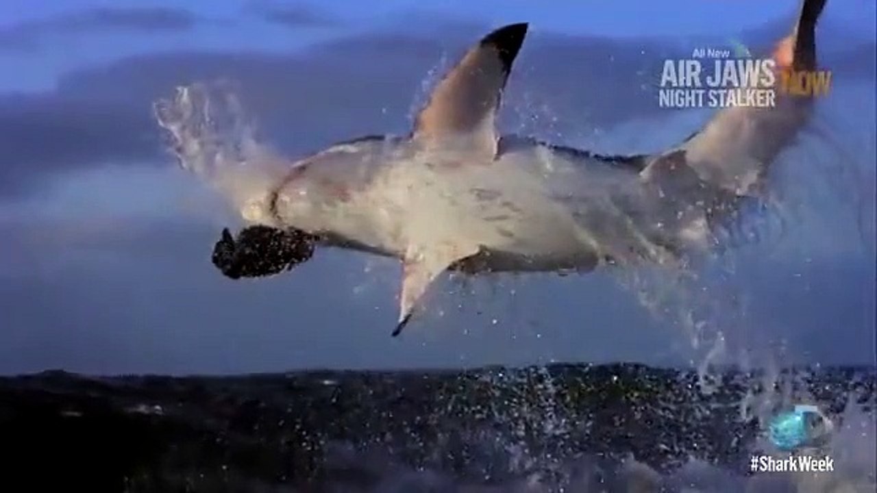 Shark Week - Se29 - Ep08 HD Watch