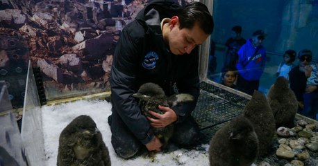 Preservando la vida: trabajadores de zoológico en México crían "a mano" polluelos de pingüino